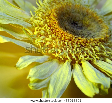 Dried flower of chamomile on yellow background. Close up./Dried flower of chamomile.
