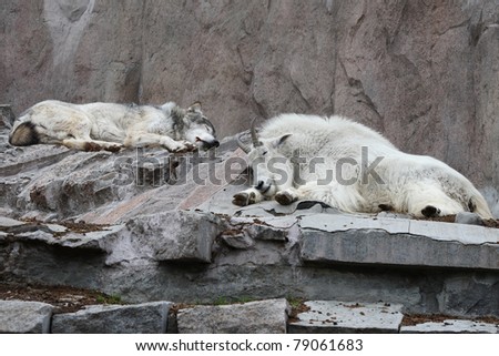 The wolf and the goat, sleeping side by side. Zoo. (compilation)/Truce