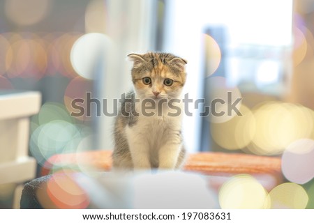Little Cute Cat with Bokeh Background