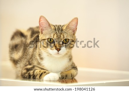 Dignity Cat sit on the table with eyes contact