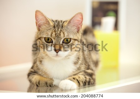 Dignity Cat sit on the table with eyes contact
