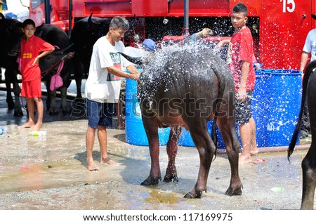 CHONBURI, THAILAND - OCTOBER 29: Owner water his buffalo in order to relax during wait for competition at Buffalo Racing Festival in October 29, 2012 in Chonburi, Thailand