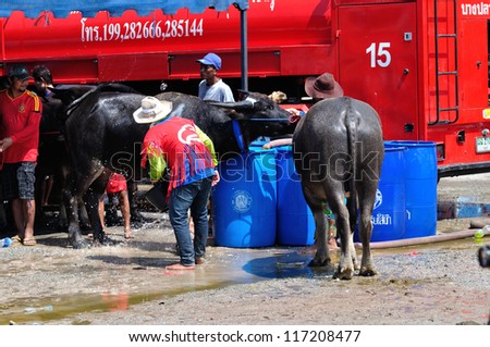 CHONBURI, THAILAND - OCTOBER 29: Owner water his buffalo in order to relax during wait for competition at Buffalo Racing Festival in October 29, 2012 in Chonburi, Thailand