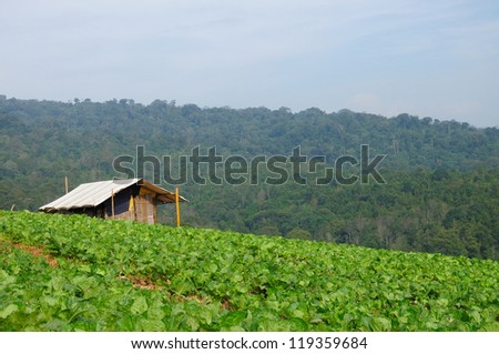 The hut among Chinese cabbage field in rural life at Phu tubberk, Thailand.