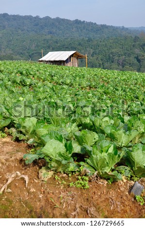 The hut among lettuce field in rural life at Phu tubberk, Thailand.