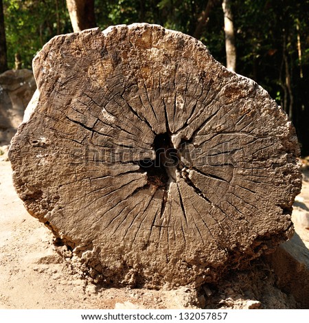 Cross section of annual ring or growth ring of tree.