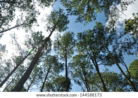 Pine forest on blue sky from antÃ?Â¢??s eye view.