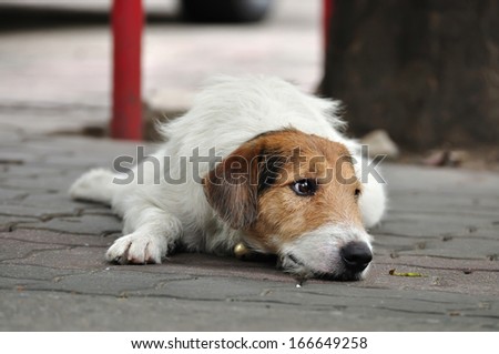 Lonely dog laying on the street.