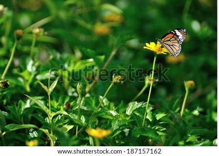 Common tiger butterfly swarms on yellow sulfur cosmos flower in the field.