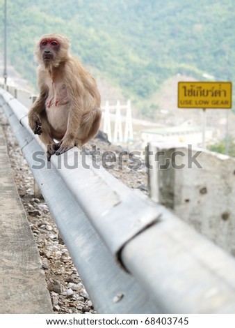 Sad and lonely pregnant monkey sitting near road (2)