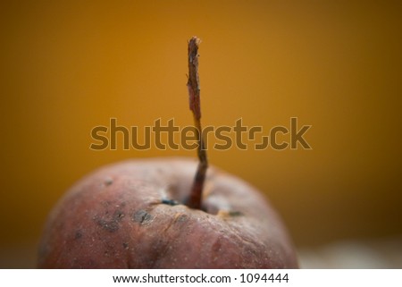 A small rotten apple with the stem still in tact.