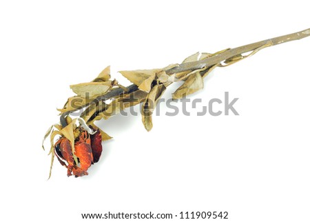 Single dried rose flower with dried leafs isolated white background