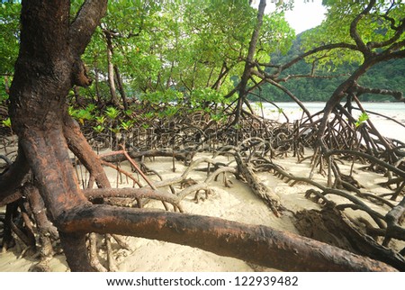 Mangrove plants growing in wetlands. A protective earth connection from the storm. And breeding animals.