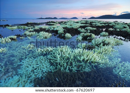 Shallow water corals, Global warming,on the Beach
