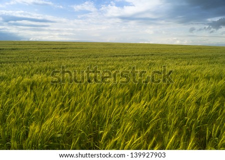 beautiful horizontal landscape under blue sky on wheat field.