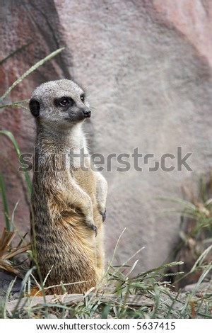 meerkat standing and looking ahead
