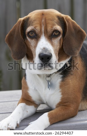 a cute picture of a young beagle