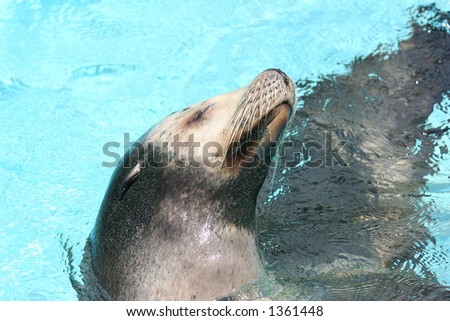 sea lion profile