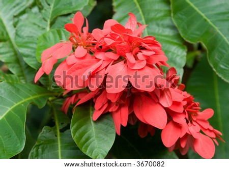 red flowing flowers