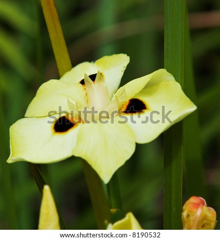 wet bright yellow flower from Hawaii