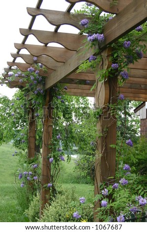 wisteria flowering vine