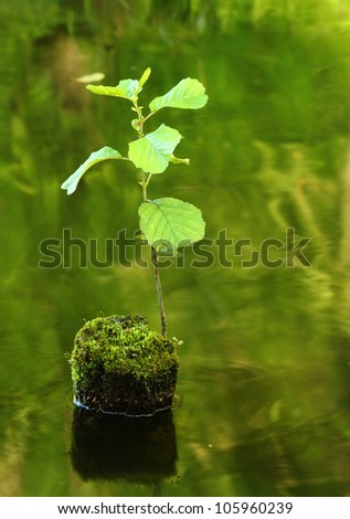 New tree sprout growing from the dead tree covered with moss in the water