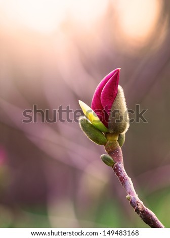 The bud of a purple magnolia which is about to start blossoming