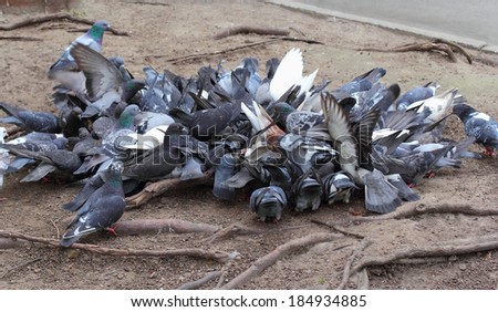 A group of pigeons fighting for food on the street