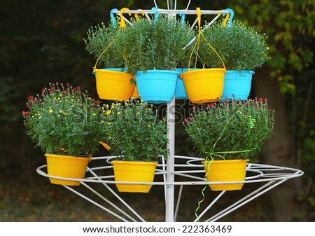 Chrysanthemum flowers for sale in ornamental flower pots