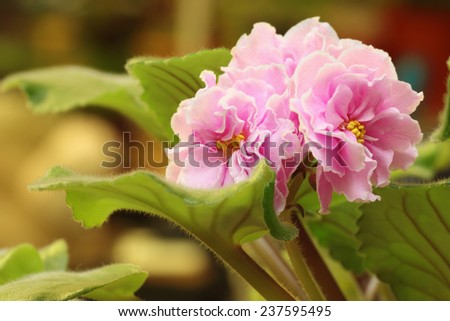 Indoor flower - pink saintpaulia in blossom over natural background