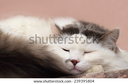 Tired fluffy white cat having sweet dreams