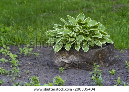 Sansevieria trifasciata or snake plant growing outdoors
