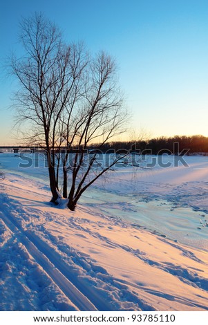 A tree by the frozen Dnieper river in Kiev filled with evening sun rays over the blue sky
