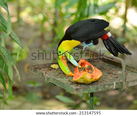 the tropic toucan is eating papaya