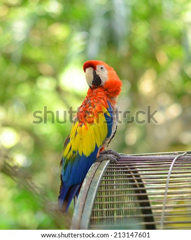 red yellow blue Macaw parrot outside the cage