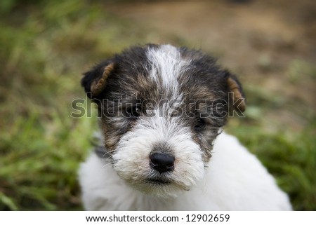  Terrier Puppies on Foxterrier Puppy Stock Photo 12902659   Shutterstock