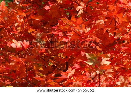 Red Maple Leaves in Fall or Autumn Colors