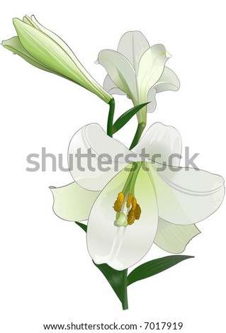 stock vector White lily Drawing