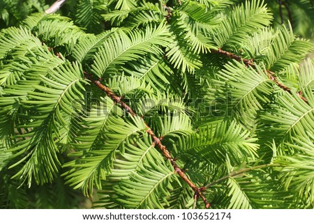 Branches of the Dawn Redwood, Metasequoia glyptostroboides