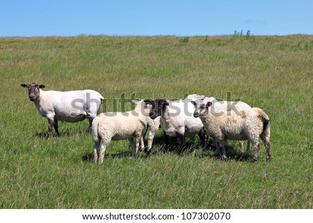 Sheared sheep with lambs on a dike