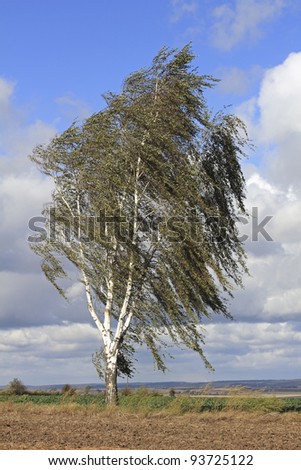 Silver birch tree in the storm, Thuringia in Germany