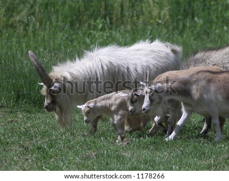 old goat and kids