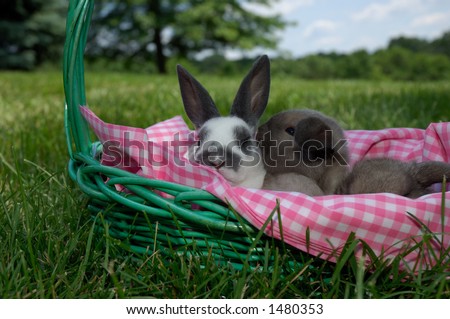 holland lop baby bunny kissing a baby mini rex bunny rabbit in a green basket with pink and white checkered lining outdoors under blue skies
