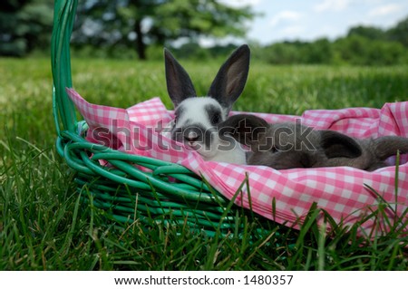 mini rex baby rabbit and a silly looking holland lop baby rabbit in an easter basket with a pink and white checked lining outside on a sunny day