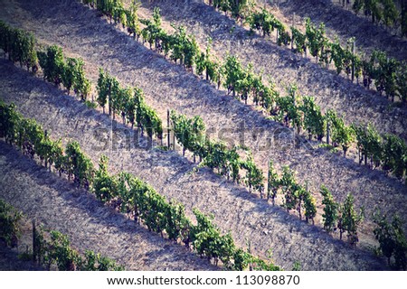 Rows of vineyards of the Douro Valley, Portugal that illustrators the viticulture and heritage