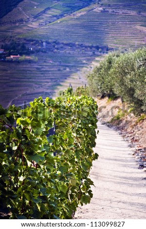 Pathway in the Douro Valley, Portugal in the vineyards row