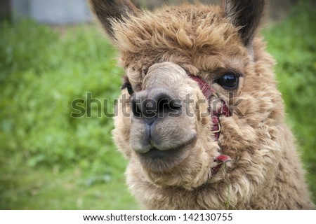 Brown and cute alpaca, portrait, animal that has wool with the quality
