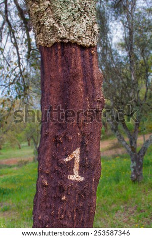 A marked corked tree where a number indicates the last year it was stripped