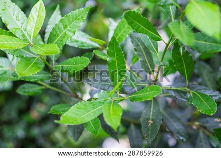 Organic laurel tree with bay leaves