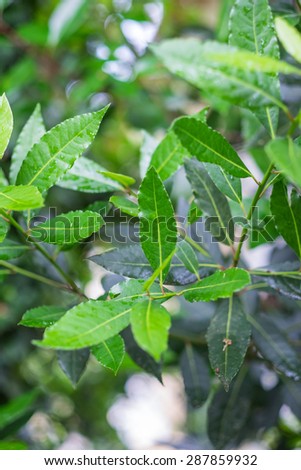 Organic laurel tree with bay leaves